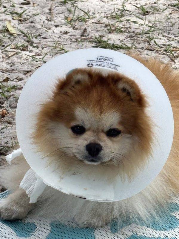 Saint Francis Animal Hospital