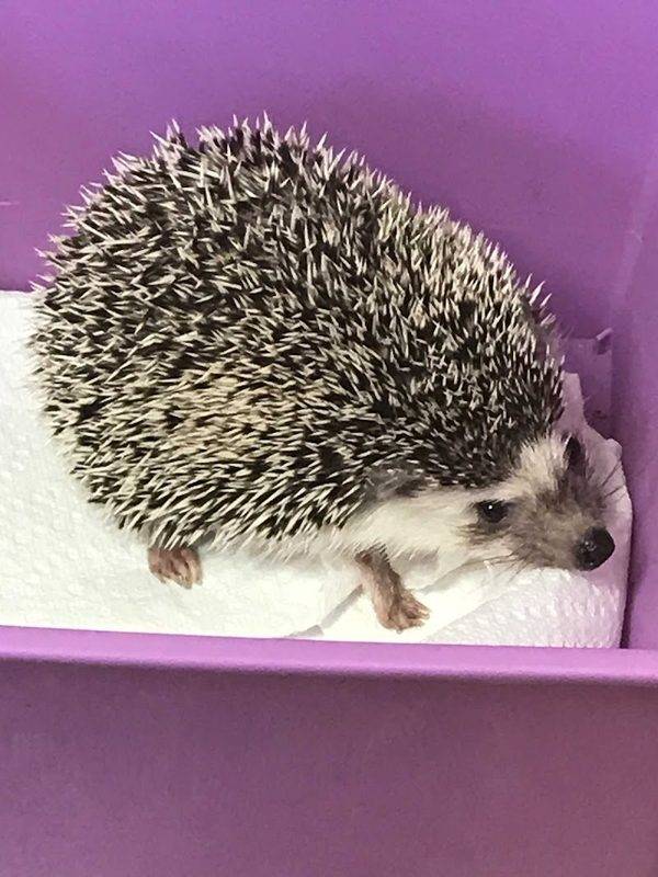 Saint Francis Animal Hospital